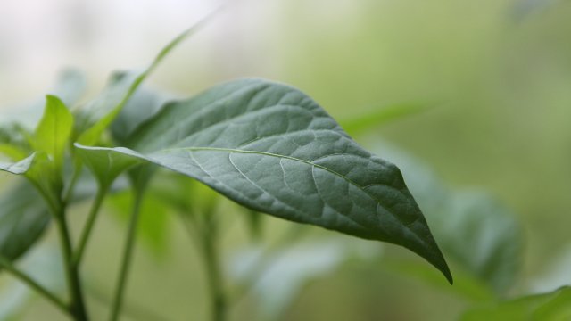 Bildqualitaet der Canon EOS 1100D im Vergleich - Foto-Modus (Av)
