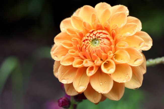 Testbild der Canon EOS 650D