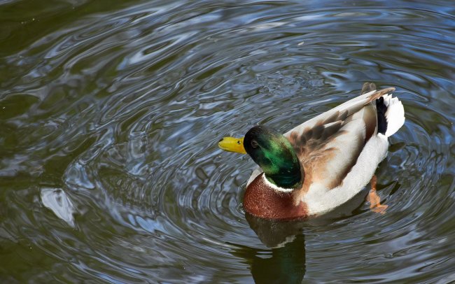 Beispielbild vom Sigma [C] 18-200 mm DC OS HSM Makro | Canon EOS 650D; 200 mm; f/6.3; 1/400 s; ISO-800