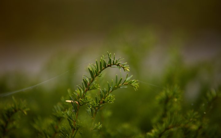 Testbild Canon EF 70-200 mm f/2.8L IS III USM + Canon EOS 5Ds R | 200 mm, f/2.8, 1/800 s, ISO-100