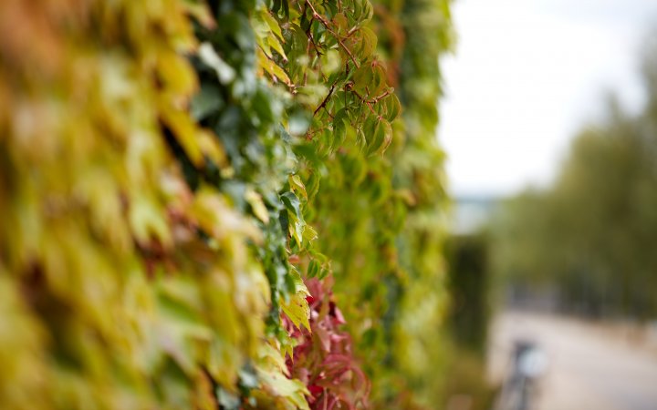 Testbild Canon EF 70-200 mm f/2.8L IS III USM + Canon EOS 5Ds R | 200 mm, f/2.8, 1/400 s, ISO-100