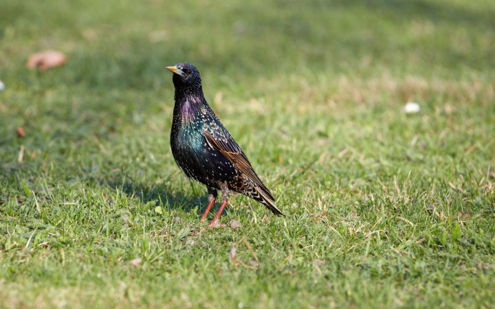 Testbild Canon EF 70-300 mm f/4-5.6 IS II USM + Canon EOS 5Ds R | 300 mm, f/7.1, 1/200 s, ISO-200
