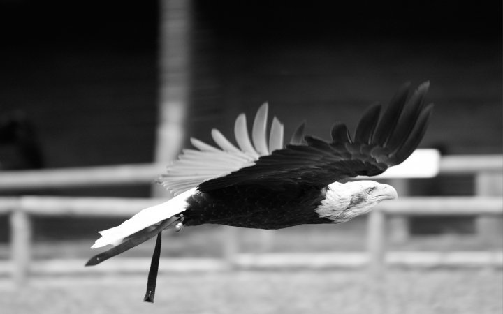 Testbild Canon EOS 90D + Canon EF 70-200mm F2.8L IS II USM | 200 mm, f/2.8, 1/640 s, ISO-2000