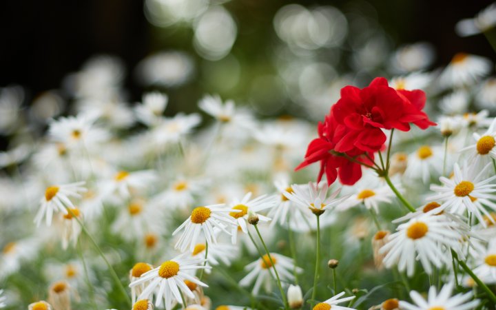 Testbild Canon EOS 90D + Canon EF 50mm F1.8 STM | f/2.2, 1/250 s, ISO-100