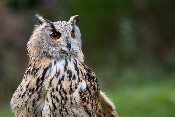 Testbild Canon EOS 90D + Canon EF 70-200mm F2.8L IS II USM | 200 mm, f/2.8, 1/125 s, ISO-200