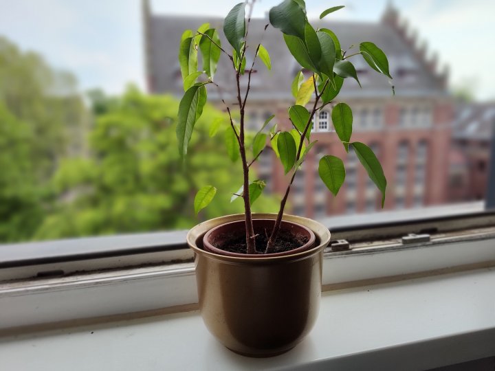 Motorola_Edge_30_Pro_Bokeh-Aufnahme.jpg, 822 KB