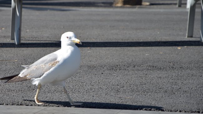 Testbild Nikon D5500 + AF-S Nikkor 18-105 mm ED VR | 105 mm, f/5.6, 1/400 s, ISO-100