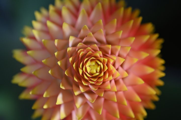 Testbild Nikon Z7 + Micro-Nikkor 105 mm f/2.8G | f/3.2, 1/60 s, ISO-800