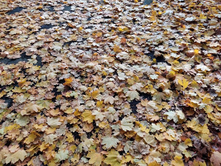 OnePlus_7T_Tagaufnahme_normal.jpg, 2.9 MB