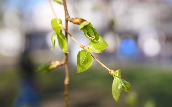Panasonic Lumix GH5 + Sigma [A] 35 mm f/1.4 DG HSM (via Metabones Speed Booster XL) | f/2.2, 1/2500 s, ISO-200