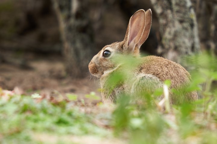 Testbild Sony Alpha 7 III + Sigma 150-600mm f/5-6.3 DG DN OS Sports | 600 mm, f/7.1, 1/80 s, ISO-200 (100% Ausschnitt)