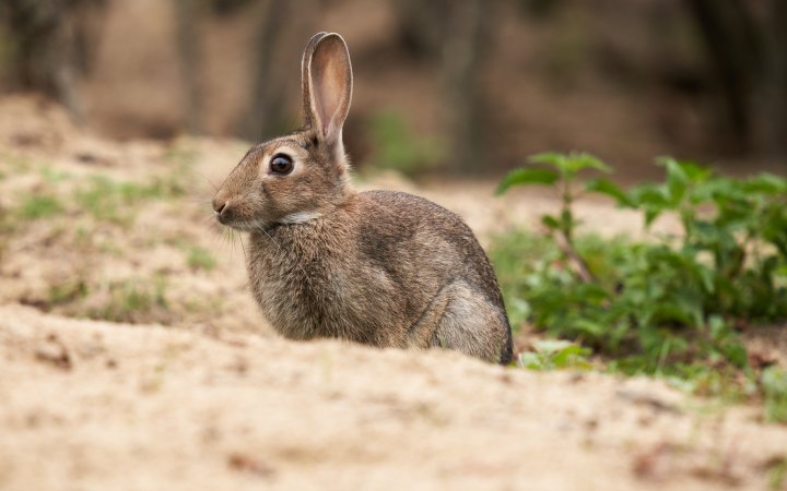 Testbild Sony Alpha 7 III + Sigma 150-600mm f/5-6.3 DG DN OS Sports | 499 mm, f/7.1, 1/250 s, ISO-400