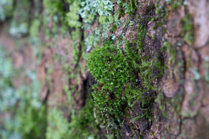 Testbild Sigma [C] 18-50mm F2.8 DC DN + Sony Alpha 6600 | 50 mm, f/5, 1/80 s, ISO-400