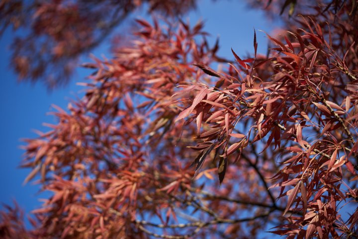 Testbild Sony Alpha 7R IV + Sony FE 90 mm F2.8 G Macro OSS | f/2.8, 1/1000 s, ISO-100