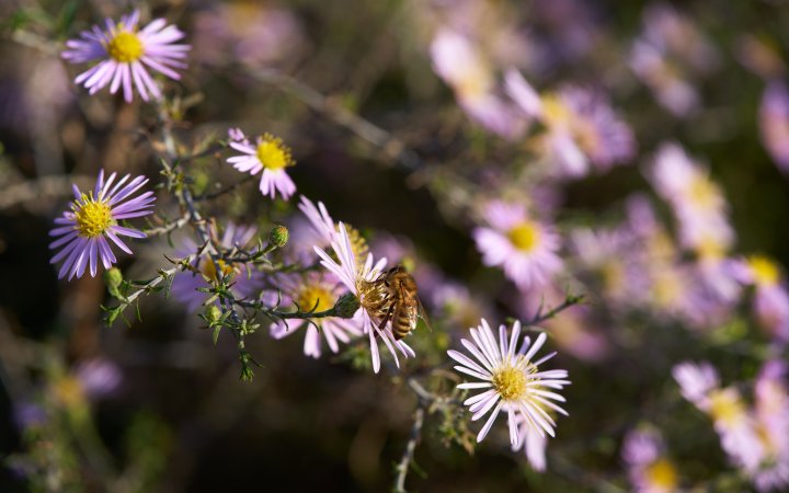 Testbild Sony Alpha 7R IV + Sony FE 90 mm F2.8 G Macro OSS | f/4.5, 1/1250 s, ISO-400