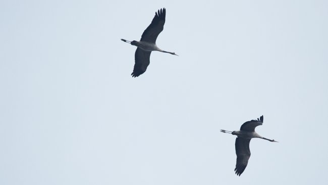 Tamron SP 150-600 mm f/5-6.3 Di VC USD - Beispielbild | Canon EOS 5D III, 600 mm, f/7.1, 1/500 s, ISO-640