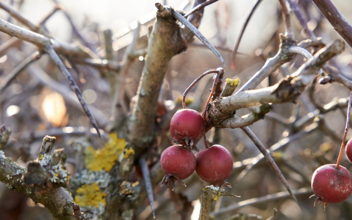 Testbild Sony Alpha 6100 + Tamron 17-70 mm f/2.8 Di III-A VC RXD | 70 mm, f/5.6, 1/50 s, ISO-100