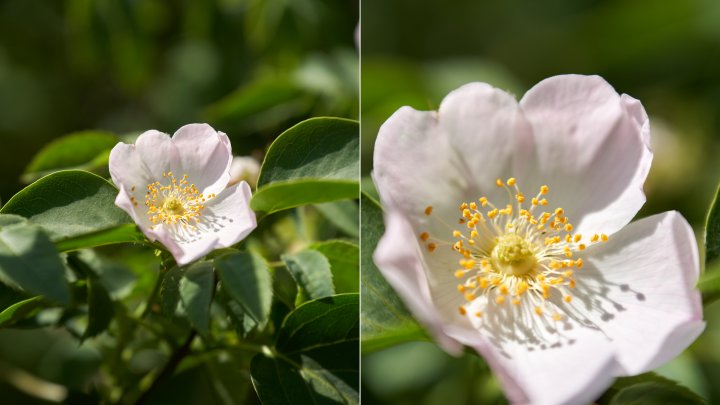 Tamron 70-180mm Di III VXD: Makro-Modus mit Autofokus (li.) und manuellem Fokus im Vergleich