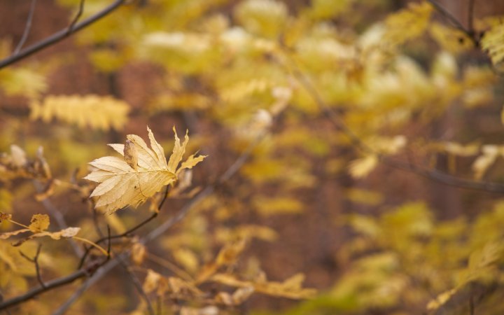 Testbild Sony Alpha 7 III + Viltrox 85 mm f/1.8 STM | f/2.2, 1/320 s, ISO-100
