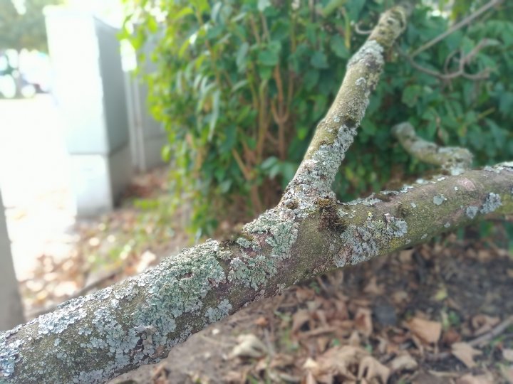 Wiko_Power_U3_Bokeh.jpg, 7.3 MB