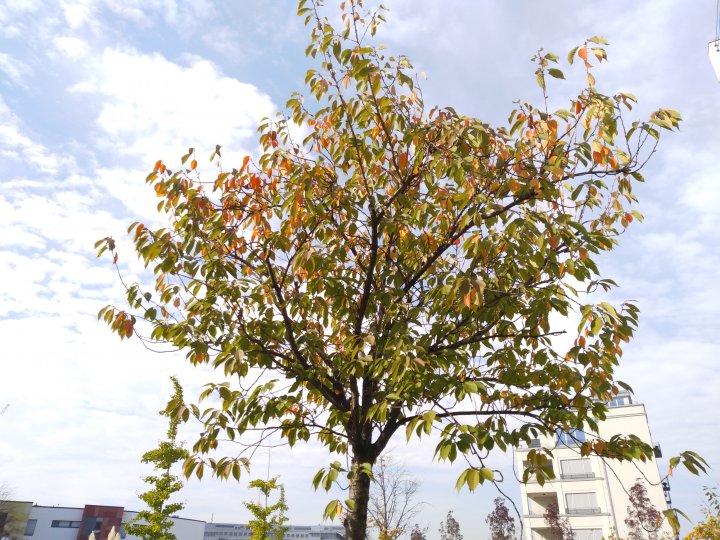 bq_Aquaris_C_Tagaufnahme.jpg, 2.7 MB