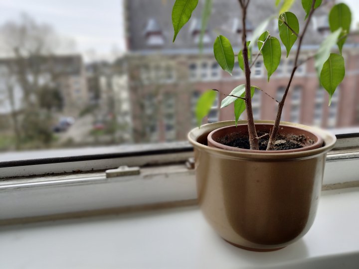 realme_GT2_Bokeh.jpg, 833 KB