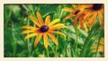 Beispielbild Samsung Galaxy K Zoom | 44 mm, f/6.3, 1/90 s, ISO-100