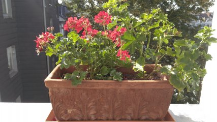 Gigaset Me Pure: Testbild