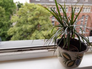 Im manuellen Modus kann man mit dem Motorola One Vision Bokeh-Bilder erzeugen