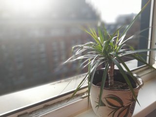 Mit der Quad-Kamera des Samsung Galaxy A9 kann man gute Bokeh-Bilder erzeugen