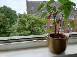 Bokeh-Bilder gelingem dem Sony Xperia 1 III vor allem im Pro-Modus richtig gut