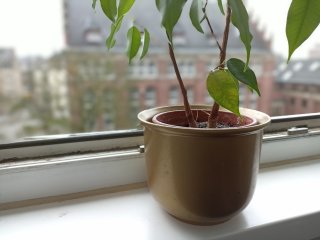 Selbst bei schwierigen Motiven wie dieser Pflanze produziert das Xiaomi Poco M5s einen ordentlichen Bokeh-Effekt